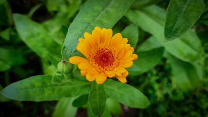 Closeup shot of pot marigold flower with green background with flowers and leafs. 