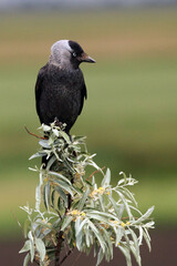 The western jackdaw (Corvus monedula) sitting on green bushes. Raven bird sitting in Hungarian puszta with colorful background.