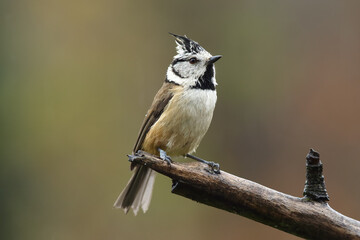 The European crested tit, or simply crested tit (Lophophanes cristatus) sitting on the branch