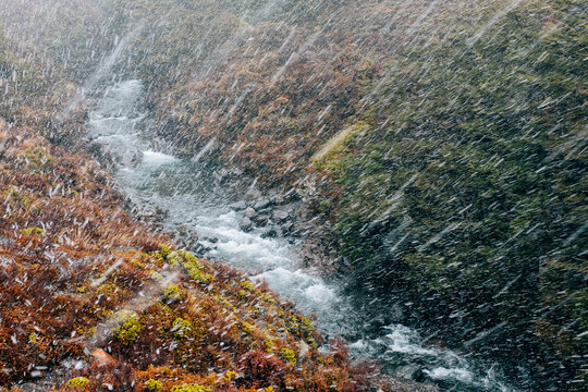 snow falling on forest and creek