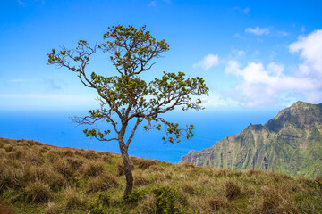 Kalalau Lookout, Na Pali Coast State Wilderness Park, Kauai, Hawaii