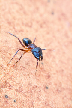 Army ant