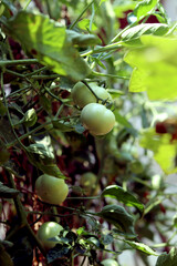 tomato plant