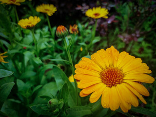 Closeup shot of pot marigold flower with green background with flowers and leafs. 