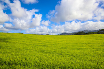 Fototapeta premium Jurassic Ranch, Kauai, Hawaii 
