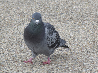 鳩のアップ