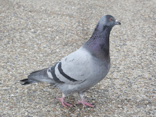 鳩のアップ