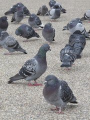 公園に群がる鳩