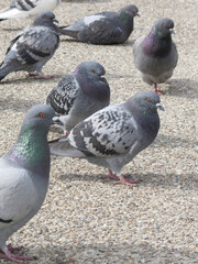 公園に群がる鳩