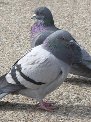 鳩のアップ