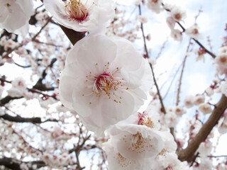 梅の花