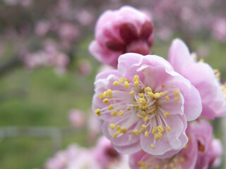 梅の花