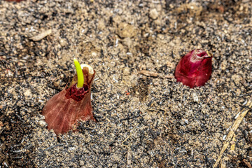 new shoots of red onion on the rocky ground