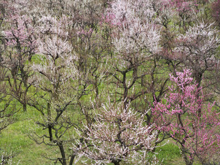Fototapeta premium 梅の花