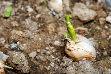 new shoots of garlic over rocky ground
