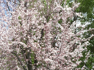 ベニバスモモの花