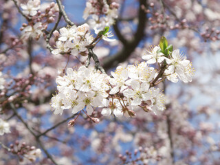 ベニバスモモの花