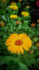 Closeup shot of pot marigold flower with green background 