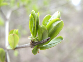 ライラックの新芽