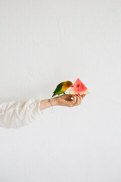 Parrot eating a watermelon