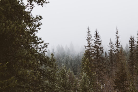Fog covered pine trees on mountain side.