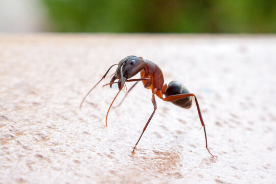 Ant grooming