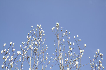 ハクモクレンのつぼみ