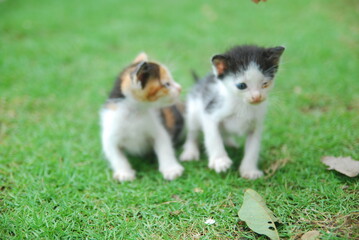 Obraz premium close up domestic kitten learns to walk on green grass