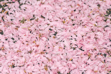 Pink Blossom Carpet