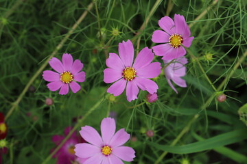 日本の秋の野原に咲くコスモスの花