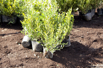 公園の植木の植栽