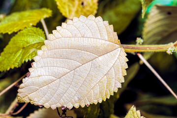 dry leaves with a nice texture