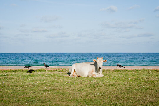 Cow by the ocean