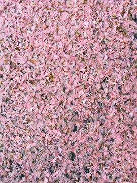 Pink Cherry Blossom Background