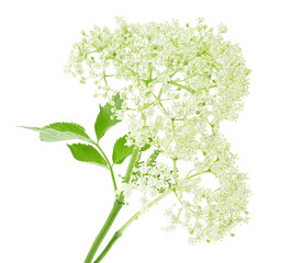 Elderberry with flowers and leaves isolated on a white background. Blossoming elder. Elder or Elderberry.