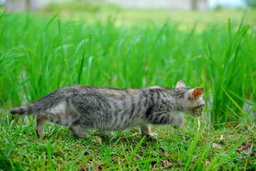 cute domestic kitten on green grass