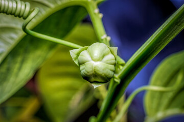 close-up of Jumbo passion fruit buds in the plantation