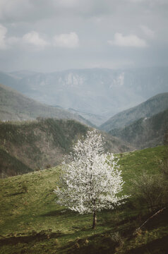 White tree in bloom in spring
