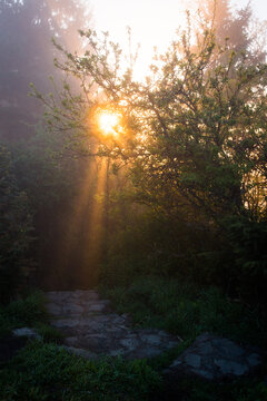 Sunrays shining through trees onto hiking trail