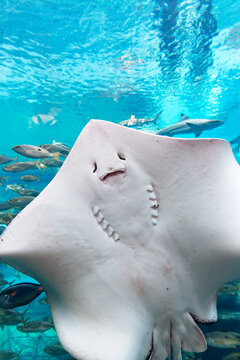 Stingray swimming in an aquarium