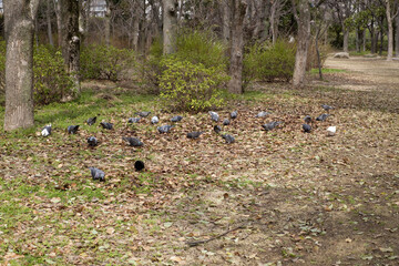 公園で餌をついばむドバト