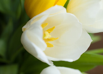 The bouquet of tulips lies on a wooden table. Beautiful bouquet of white and yellow tulips. Close up 