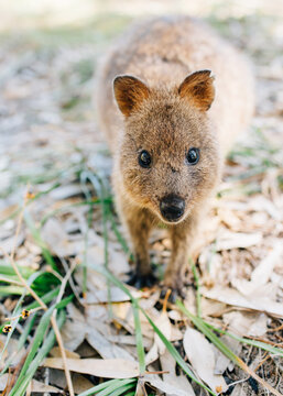 quokka on rottnest island