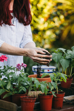 Woman planting spring flowers into terracotta pots.