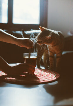 curious cat smelling coffee
