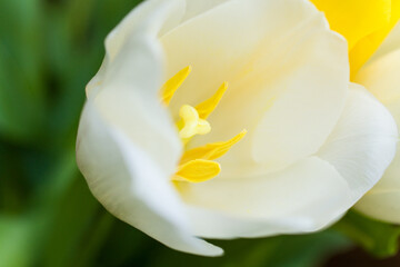 Fototapeta premium The bouquet of tulips lies on a wooden table. Beautiful bouquet of white and yellow tulips. Close up 