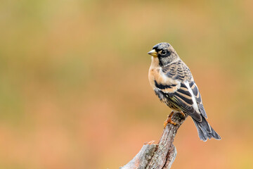 Naklejka premium Colorful Brambling, Fringilla montifringilla, perched on a branch on solid autumn foliage background