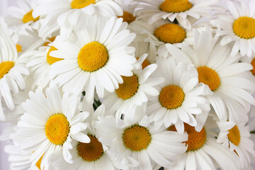 floral background of daisies. white flowers.