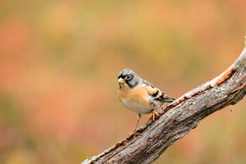 olorful Brambling, Fringilla montifringilla, standing on a branch on solid autumn foliage background