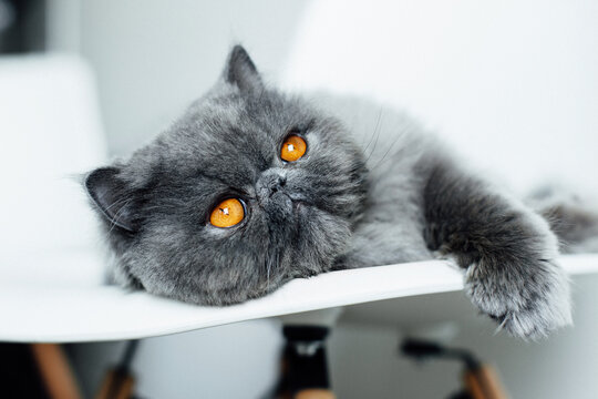 Persian kitty daydreaming
